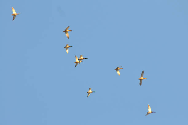 istock Flock of duck 653815394