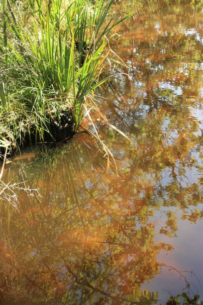 istock Seaside marshes - Brittany in Autumn 653815908