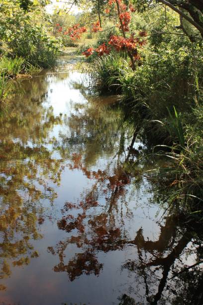 istock Seaside marshes - Brittany in Autumn 653816156