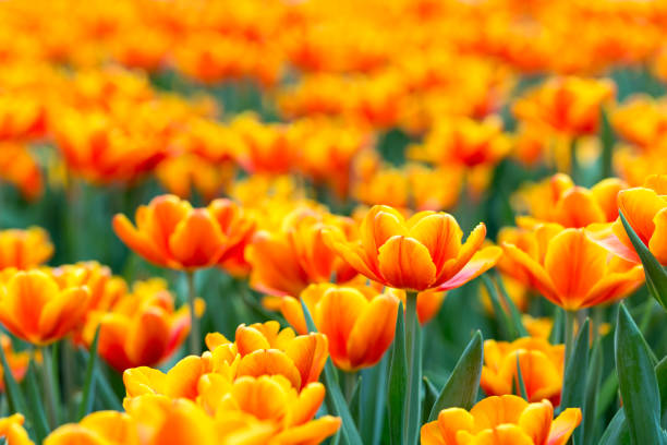 istock Orange tulips in the sunshine 653816768