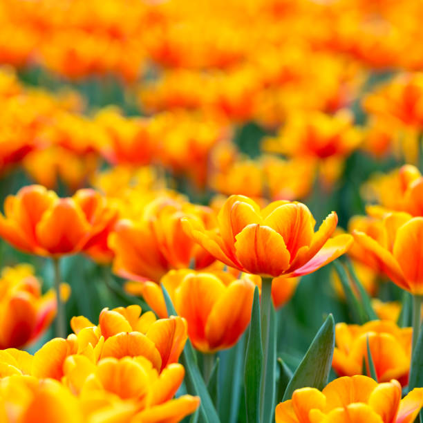 istock Orange tulips in the sunshine 653816774