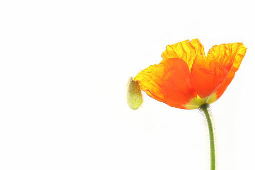 red poppy flower blooming on white background