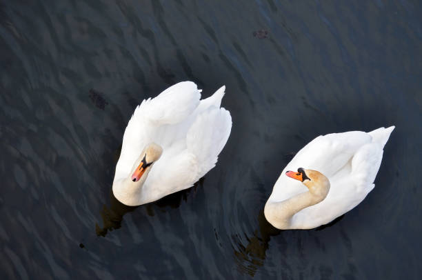 istock Two white swans swim on the black water. 653818398
