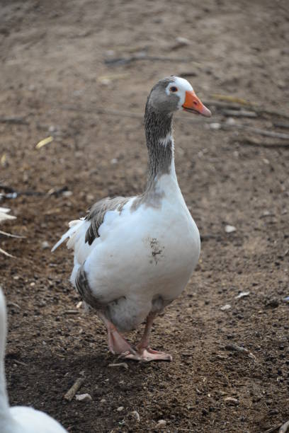 istock Goose - Geese in Spain 653819004