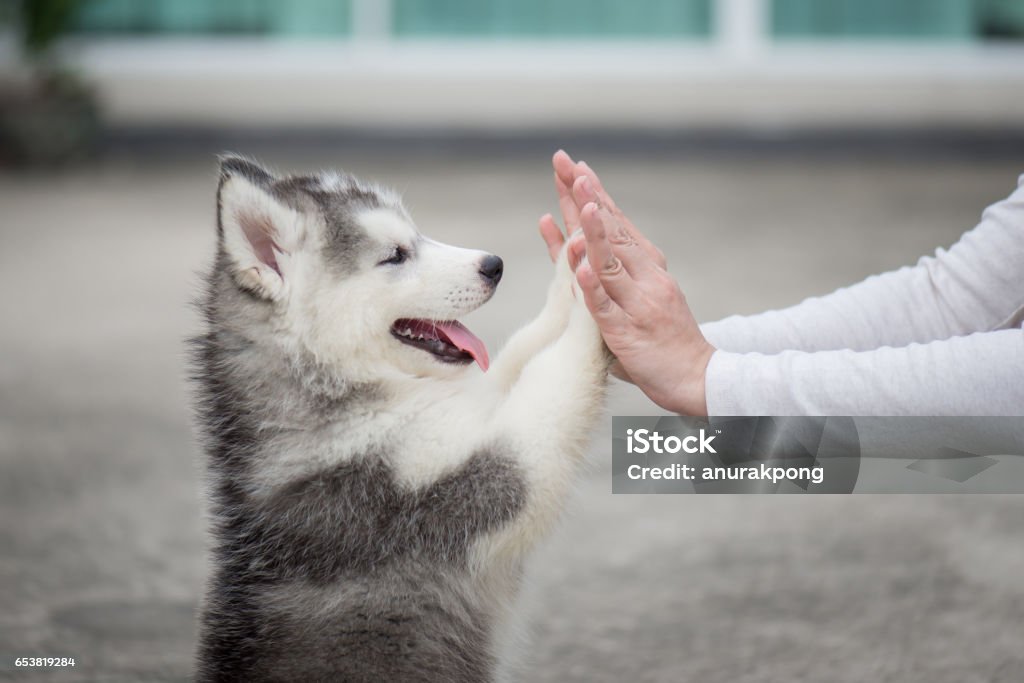 Puppy pressing his paw against a Girl hand Give me five -Puppy pressing his paw against a Girl hand Dog Stock Photo