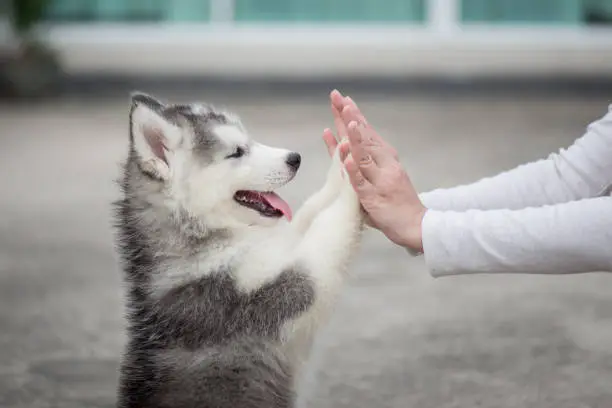 Photo of Puppy pressing his paw against a Girl hand