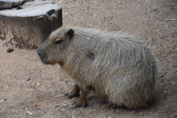 istock South American Tapir 653822300