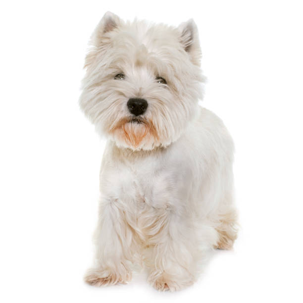 istock adult west highland white terrier 653822376