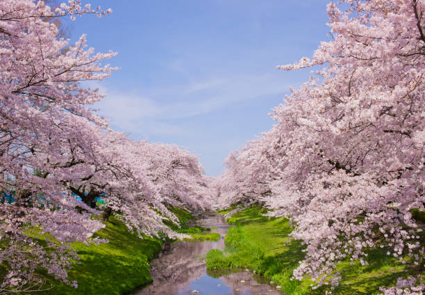 川沿いの桜 - cherry tree fruit tree meadow spring ストックフォトと画像
