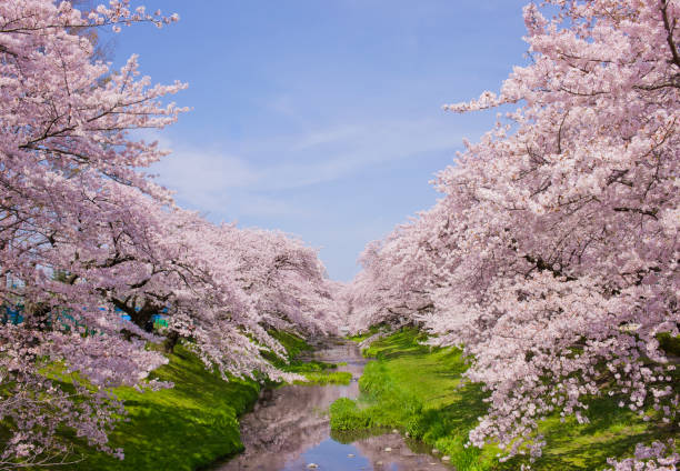 Cherry blossoms along the river