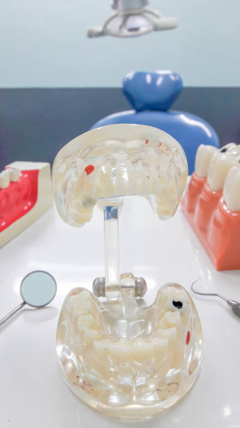 istock Dental Teeth Model and dental tool 653826302