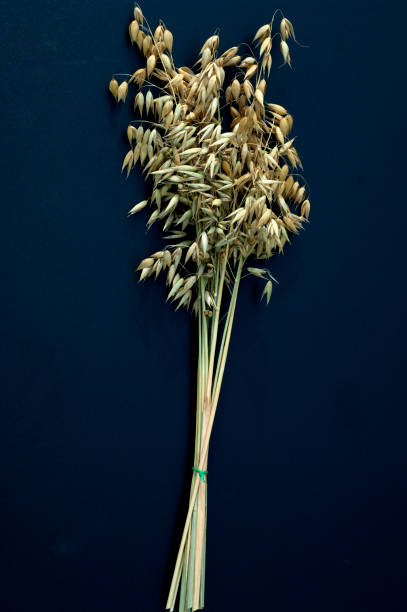 istock Oats; Avena sativa; oat grain 653827286