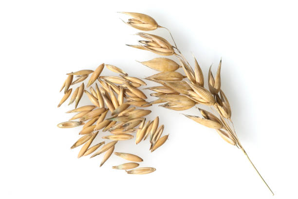 istock Oats; Avena sativa; oat grain 653827502