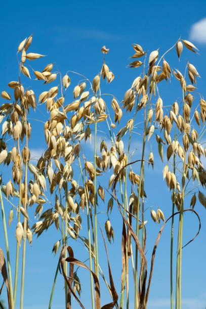 istock Oats; Avena sativa; oat grain 653827588