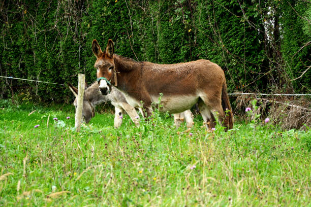 istock Donkeys in a meadow in Asturias (Spain) 653828076