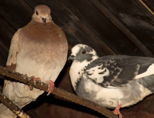 istock like a couple of pigeons 653829804