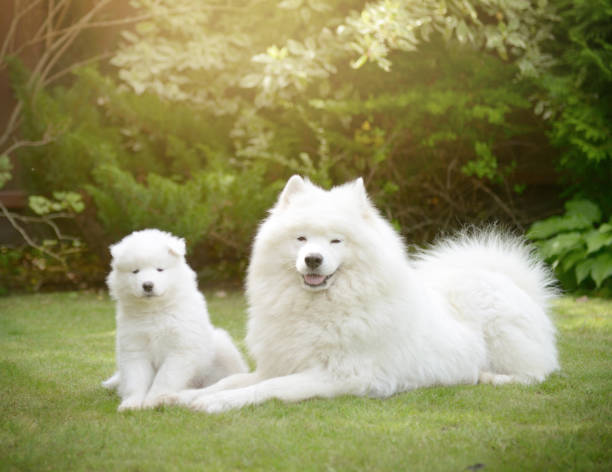 istock Samoyed dog and puppies 653830234