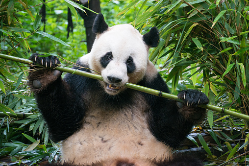 A Panda Eating Bamboo in Chengdu, China
