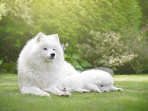 istock Samoyed dog and puppies 653831582