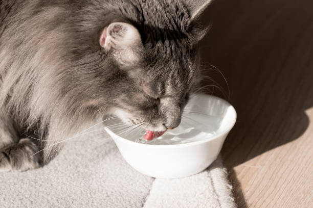 Cat is drinking Gray fluffy cat is drinking water from small white bowl cat water stock pictures, royalty-free photos & images