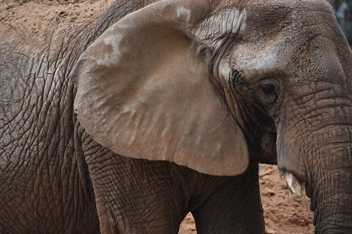 Close up of large adult African elephant with white tusks seen from diagonal front as impressive animal portrait of large wild animal