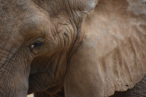 Elephant profile close up