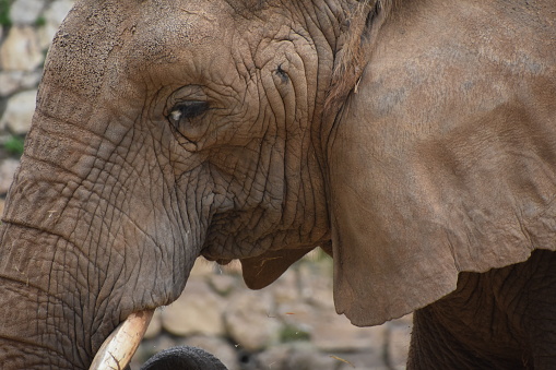 Elephant profile close up