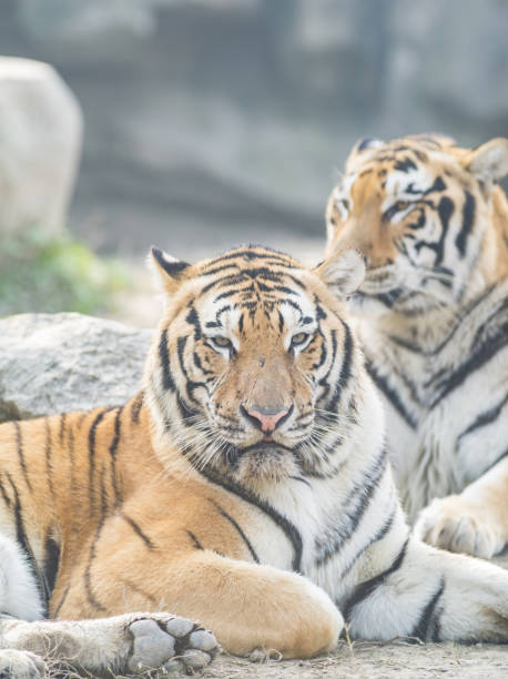 istock Portrait of manchurian tiger 653834664