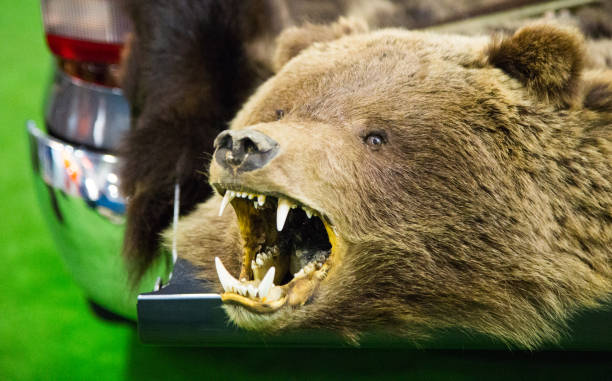 istock The head of a brown bear with bared teeth 653835050