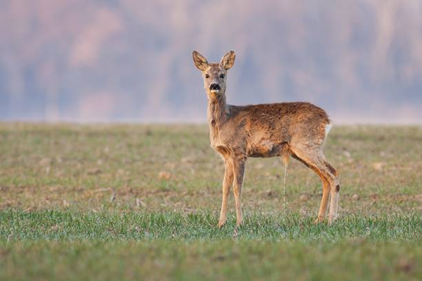 istock Young male roe deer at sun rise, special moment 653836544