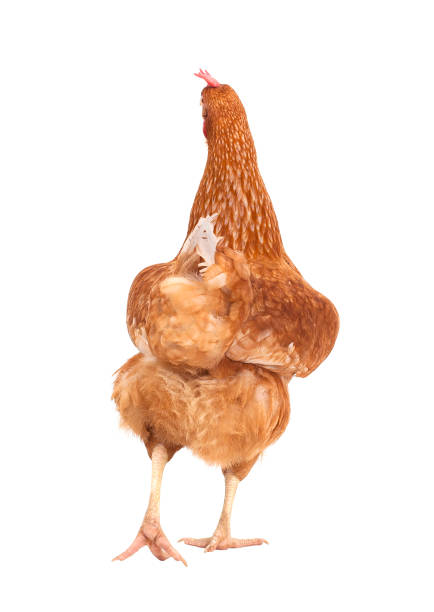 rear view full body of brown chicken ,hen isolate white background rear view full body of brown chicken ,hen isolate white background animal back stock pictures, royalty-free photos & images