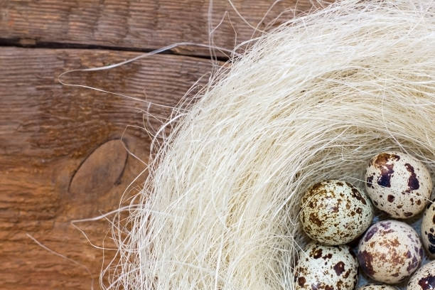 istock Easter quail eggs in nest close-up on wooden background. 653837210