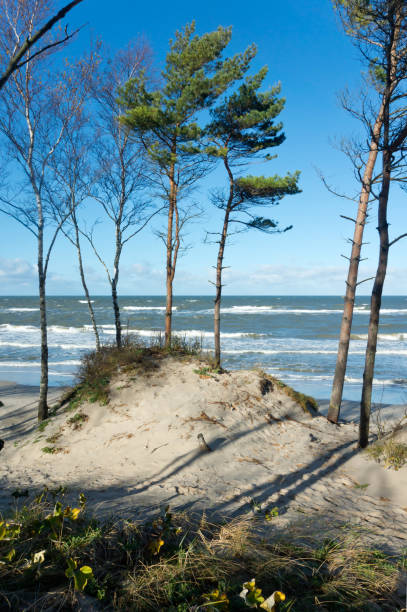 istock sea, storm, pine, water, sun, beach, sand, wave, spruce 653838936