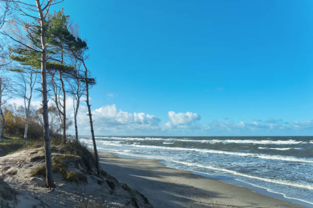 istock sea, storm, pine, water, sun, beach, sand, wave, spruce 653838970