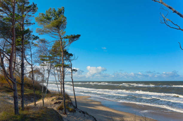 istock sea, storm, pine, water, sun, beach, sand, wave, spruce 653839004