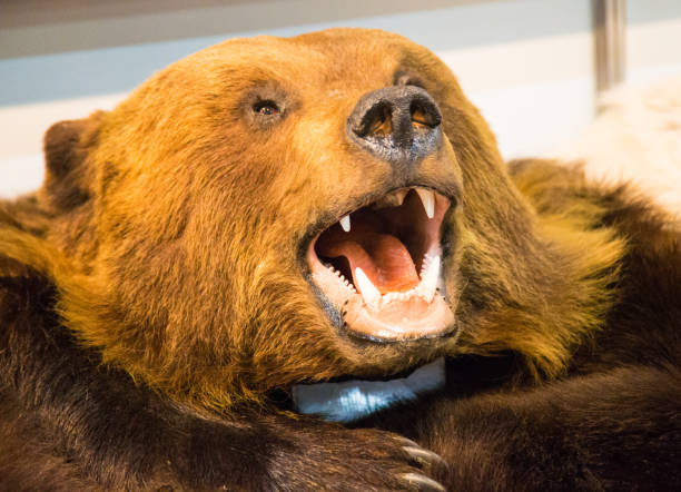 istock The head of a brown bear with bared teeth 653840538
