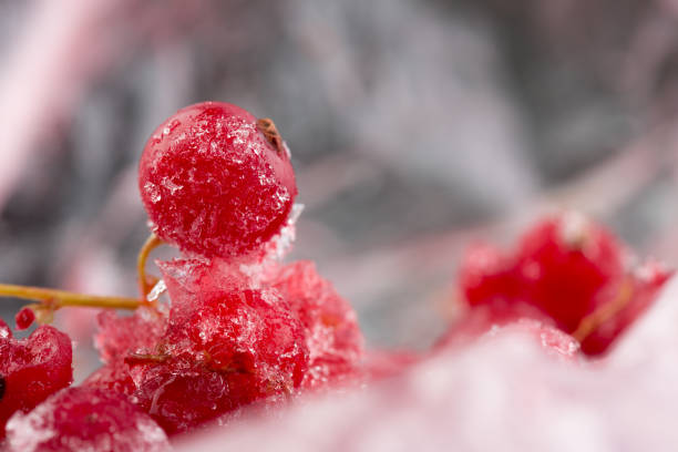 frozen berries red currant, macro