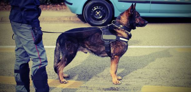 trained police dog during surveillance along the streets of the trained police dog during surveillance along the streets of the city police dog handler stock pictures, royalty-free photos & images