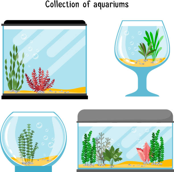 ilustraciones, imágenes clip art, dibujos animados e iconos de stock de formas de acuario vector ilustración. tanques de vidrio vacío hogar decoración aislados sobre fondo blanco - fish tank