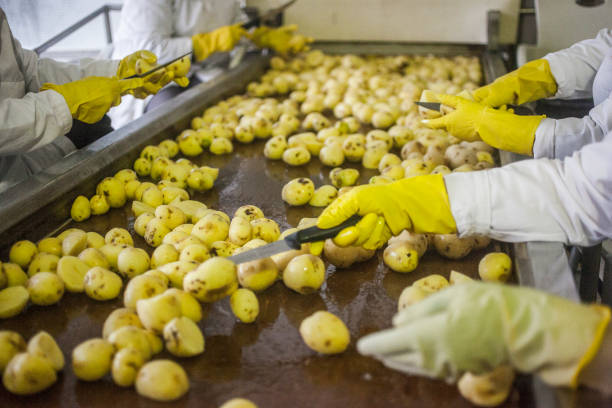 Cleaned potatoes Cleaned potatoes on conveyor belt vegetable factory stock pictures, royalty-free photos & images