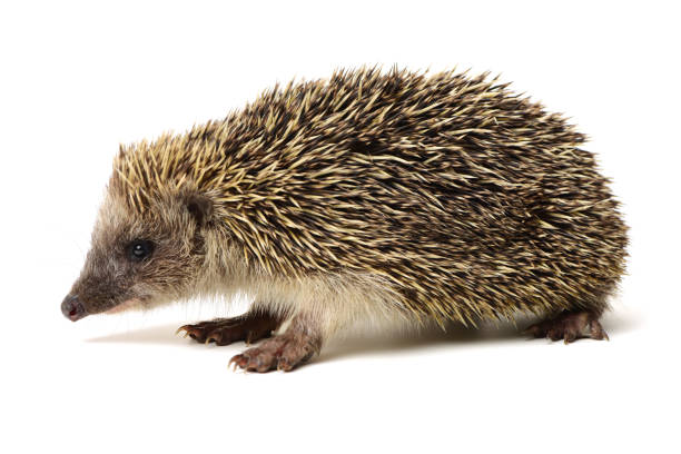 istock The four-toed hedgehog (Atelerix albiventris) on white background 653842912