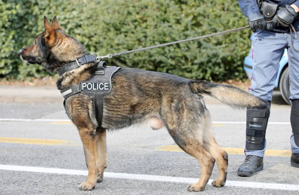 German shepherd police dog while patrolling the city streets German shepherd police dog while patrolling the city streets to prevent terrorist attacks search and rescue dog photos stock pictures, royalty-free photos & images