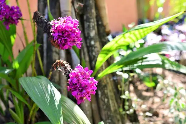 Photo of Orquidea Grapete in the garden