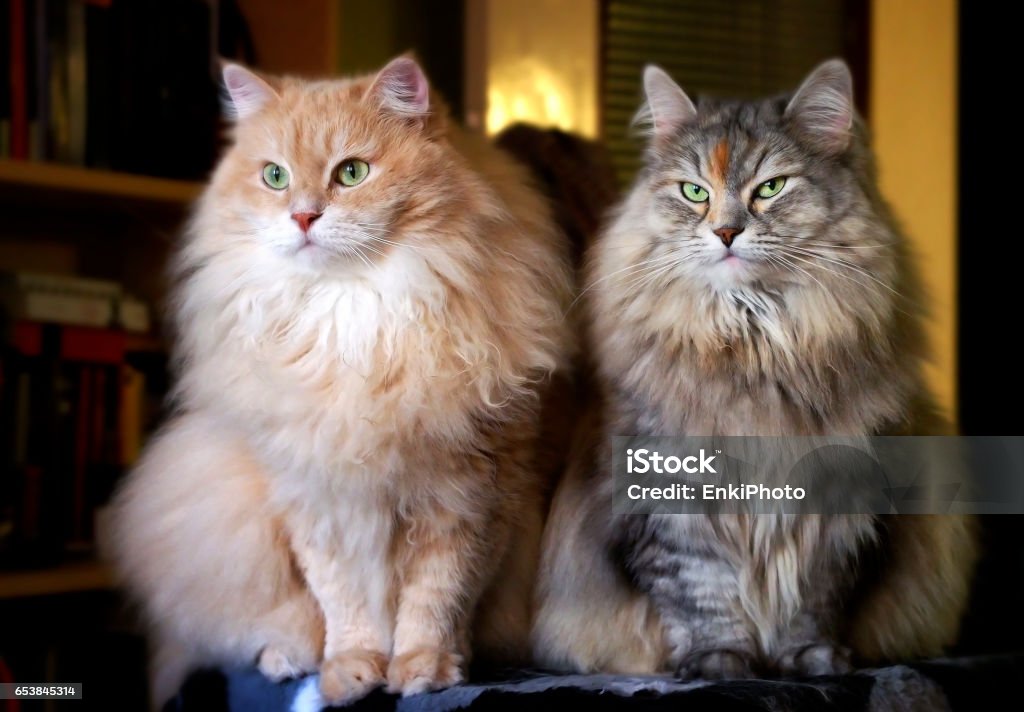 Siberian cats on a cat-tree Portrait of Cesare and Cleopatra, Siberian cats. Siberian Cat Stock Photo