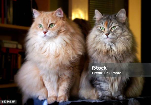 Siberian Cats On A Cattree Stock Photo - Download Image Now - Siberian Cat, Domestic Cat, Two Animals