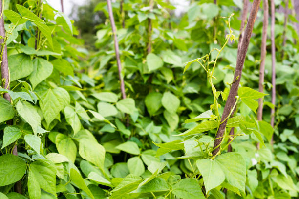 wachsende die bohnen (phaseolus vulgaris) - flageolet bean stock-fotos und bilder