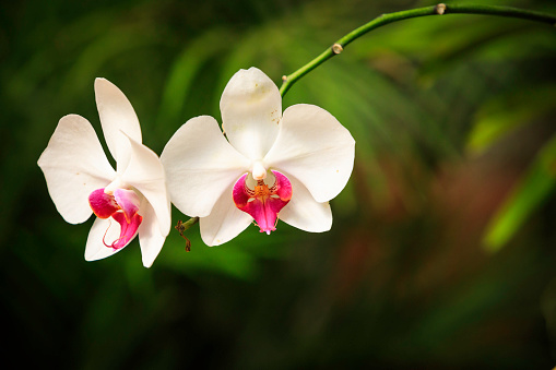 Jungle setting with colorful blooming orchids on tree trunk