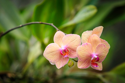 Close up of Fresh  Pink orchid flower