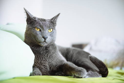 Beautiful domestic cat - Russian blue cat, resting on bed