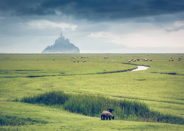 Countryside landscape, with the Mont Saint-Michel on the background and sheep on the foreground. Normandy, France